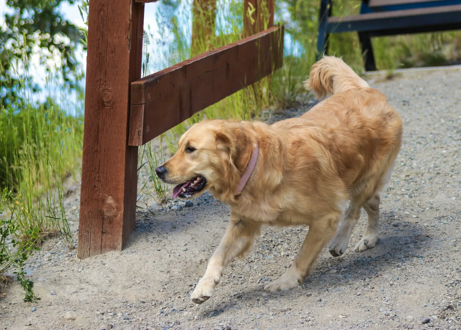 A dog digging in soil close to a fence line