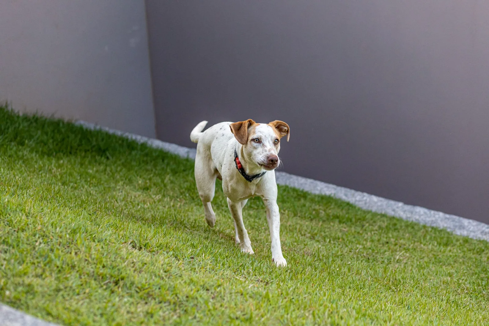 A white terrier running in a secure garden
