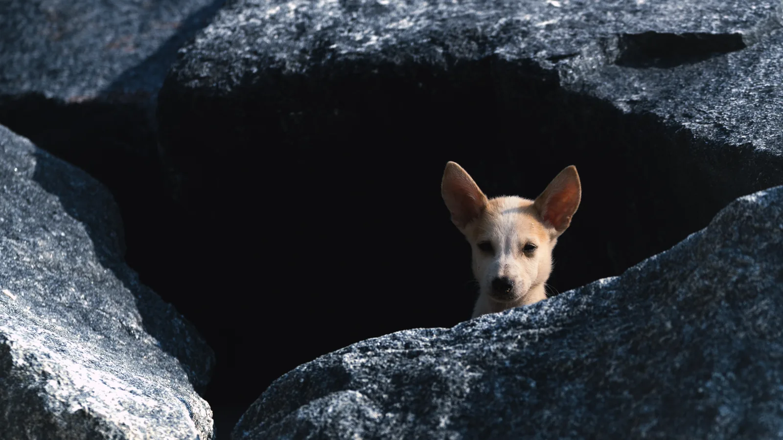 A small dog investigating a gap between rocks