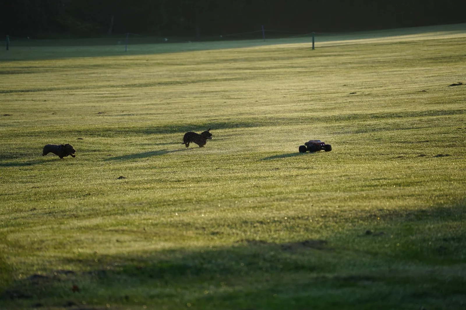 A dog chasing a toy across a garden
