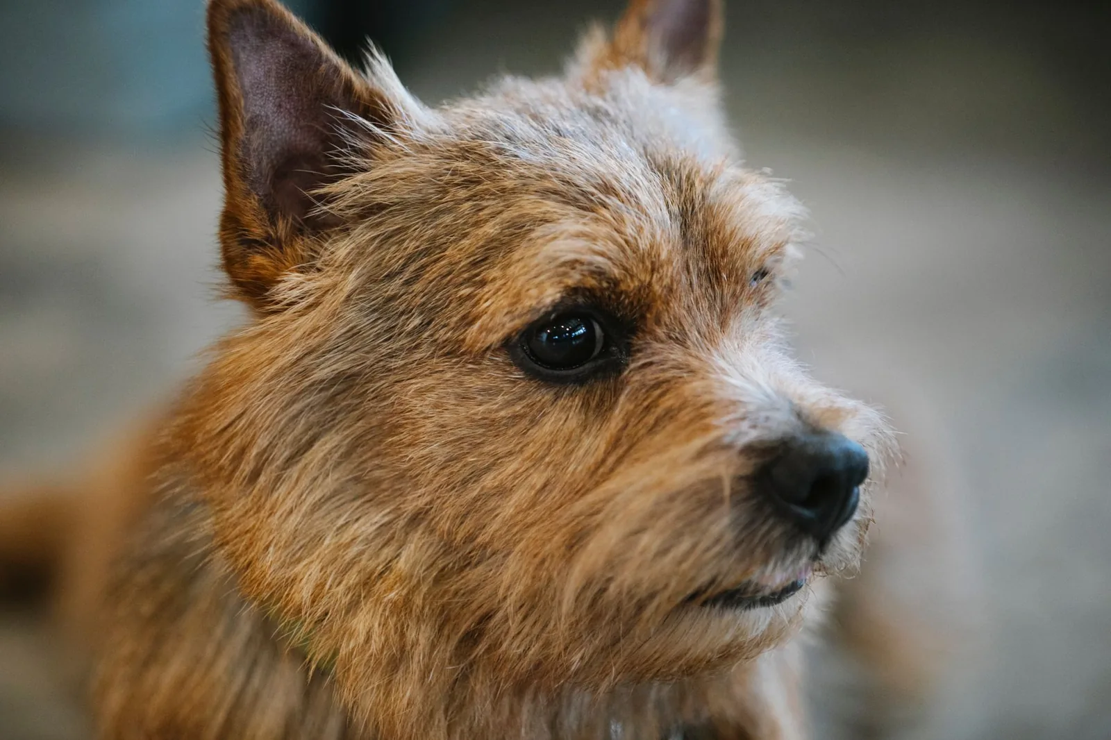 A terrier staring intently at something out of frame