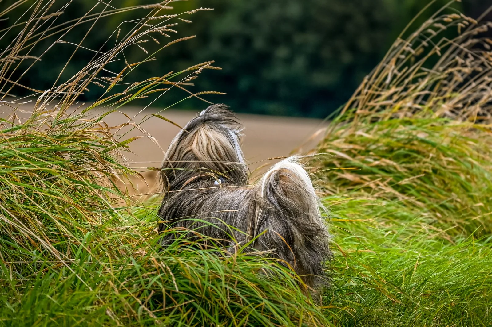 A dog walking through long grass
