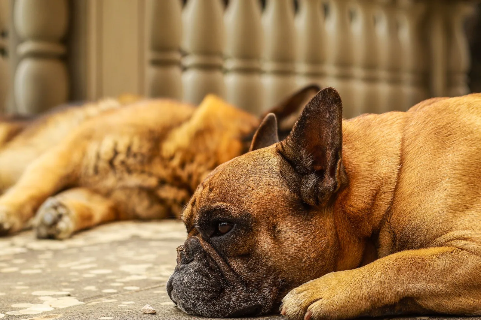 A contented dog resting after exercise