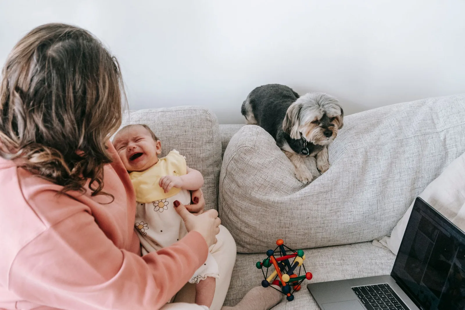 A toddler and a dog in the same room with an adult present