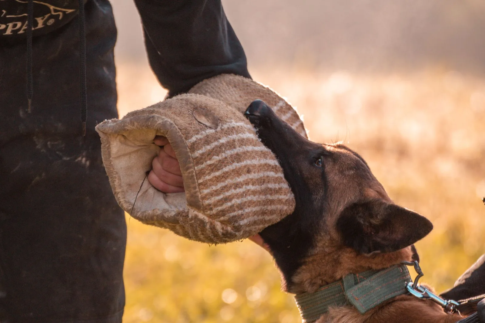 A trainer working with a dog outdoors