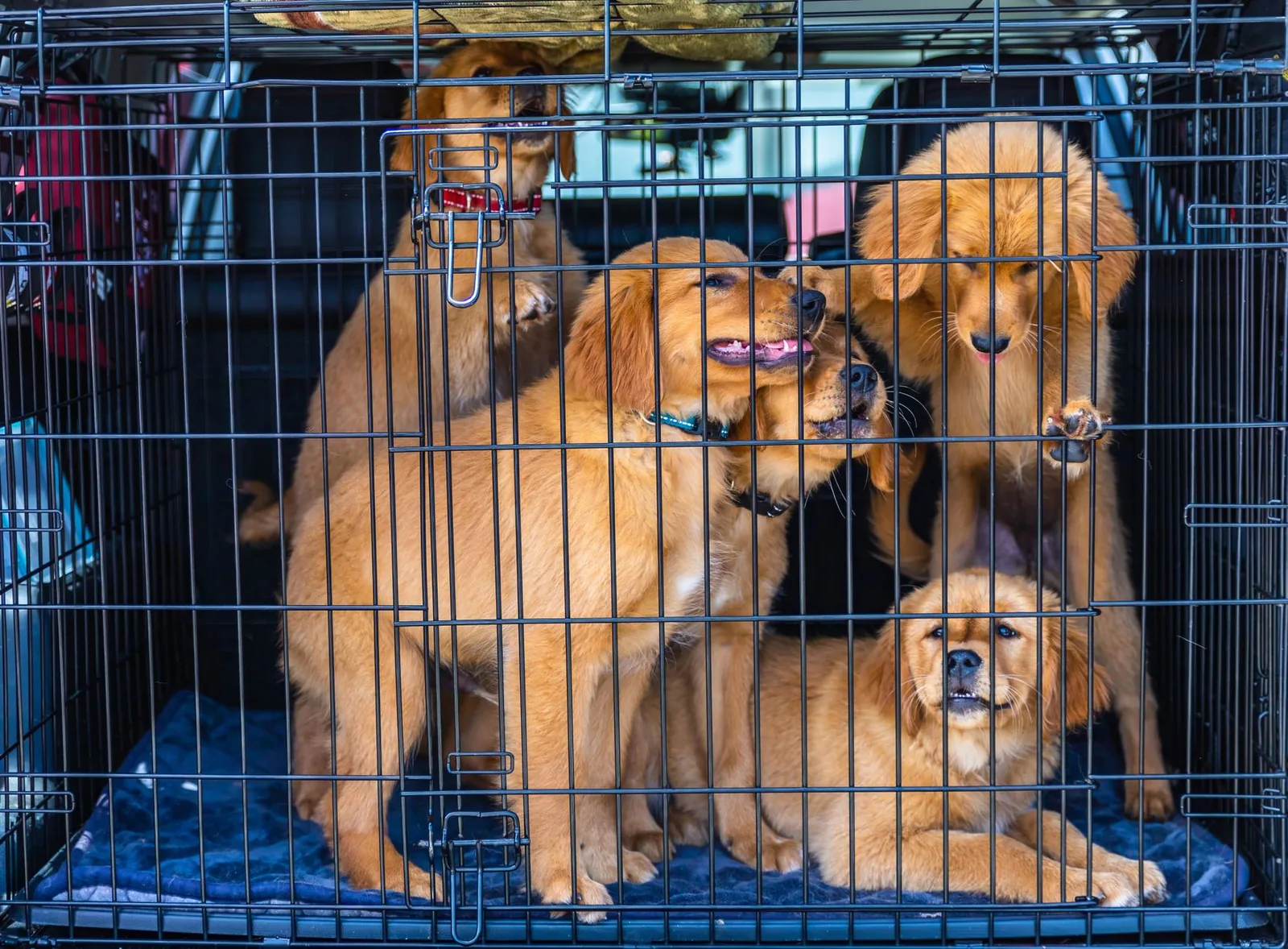 A dog crate secured in the back of a car