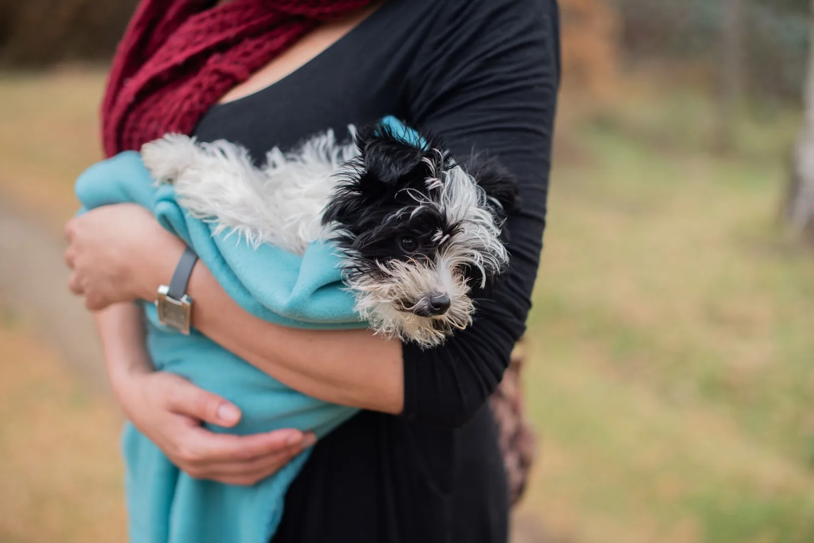 A small dog wrapped in a blanket being carried carefully