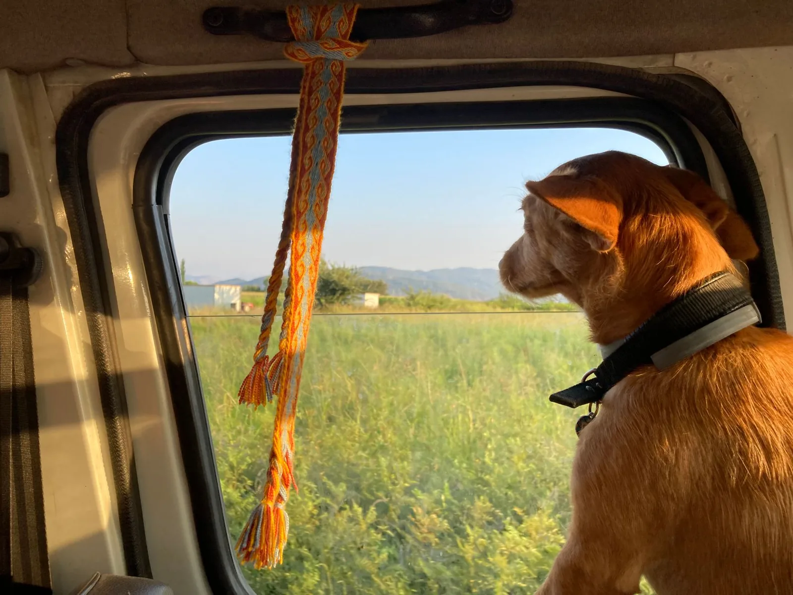 A small dog looking out of a car window