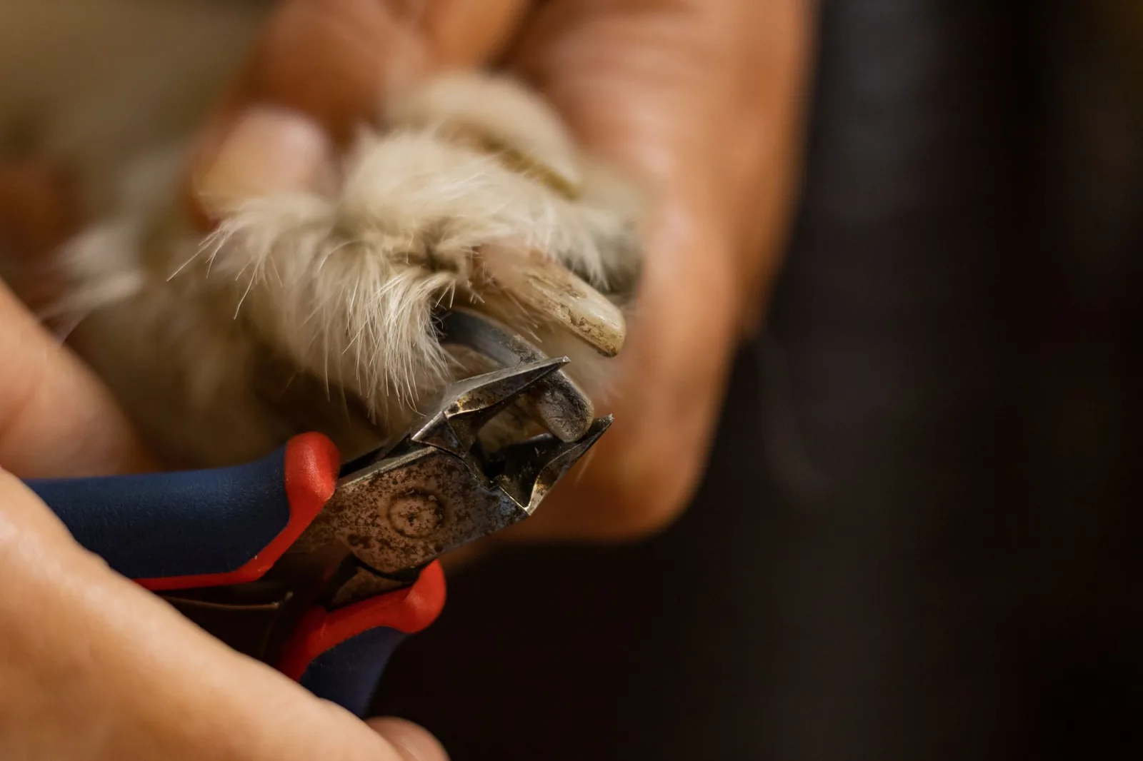 A small dog’s nails being trimmed with clippers