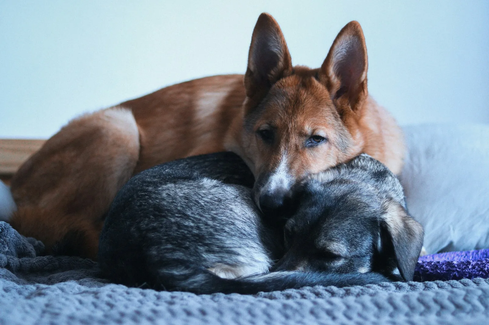Two dogs asleep near each other on a rug