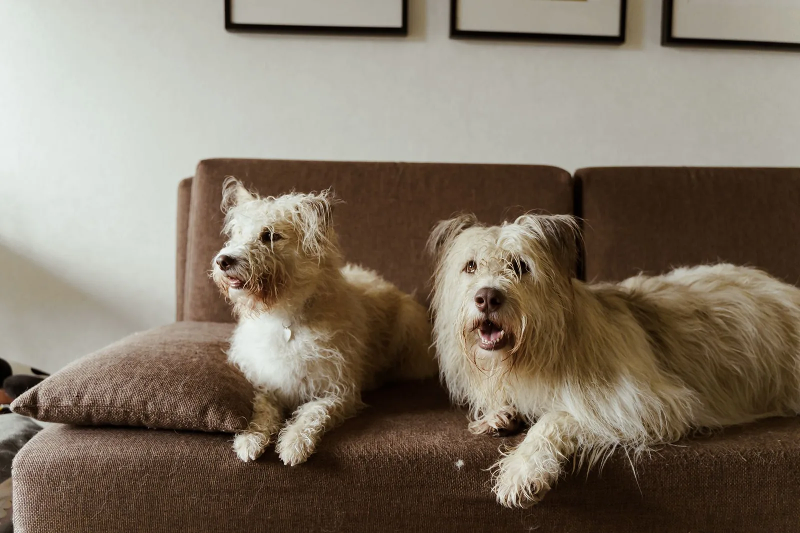 Two dogs settled together on a sofa
