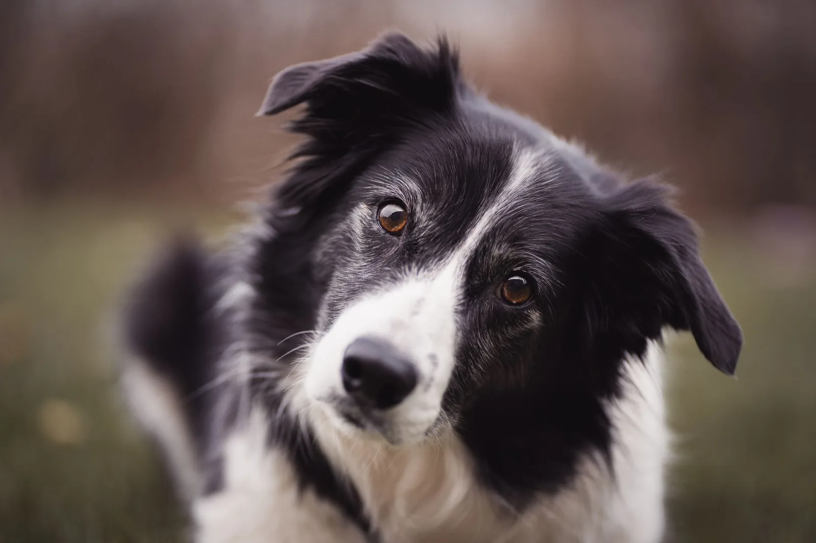 A dog watching warily from a distance