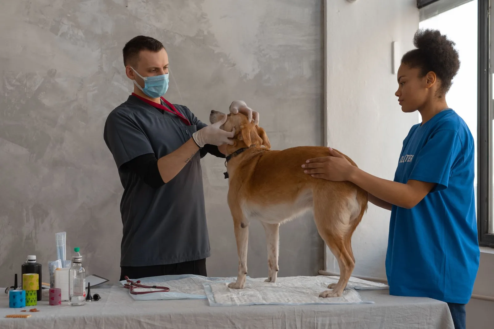A veterinarian carefully examining a dog