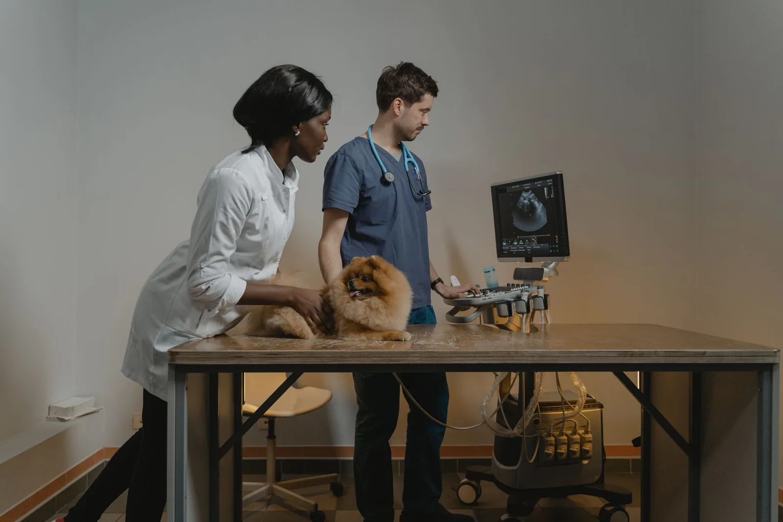Two dogs waiting together at a veterinary clinic