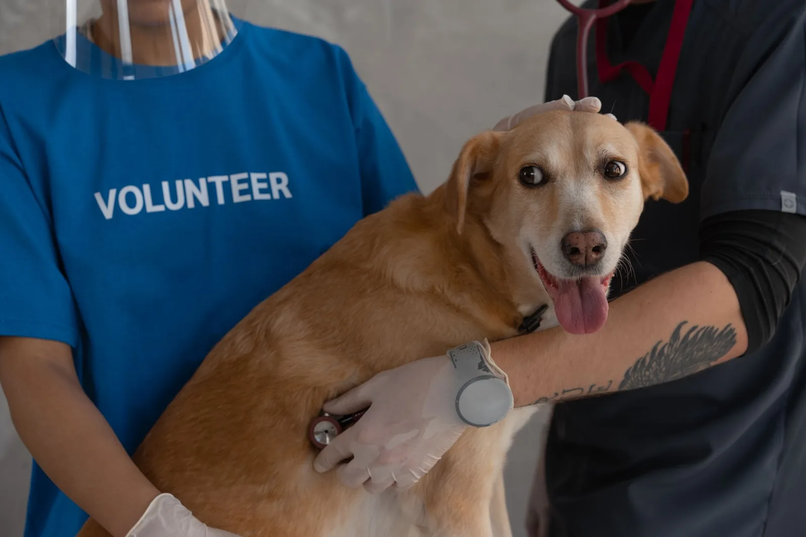 A veterinarian listening to a dog’s chest