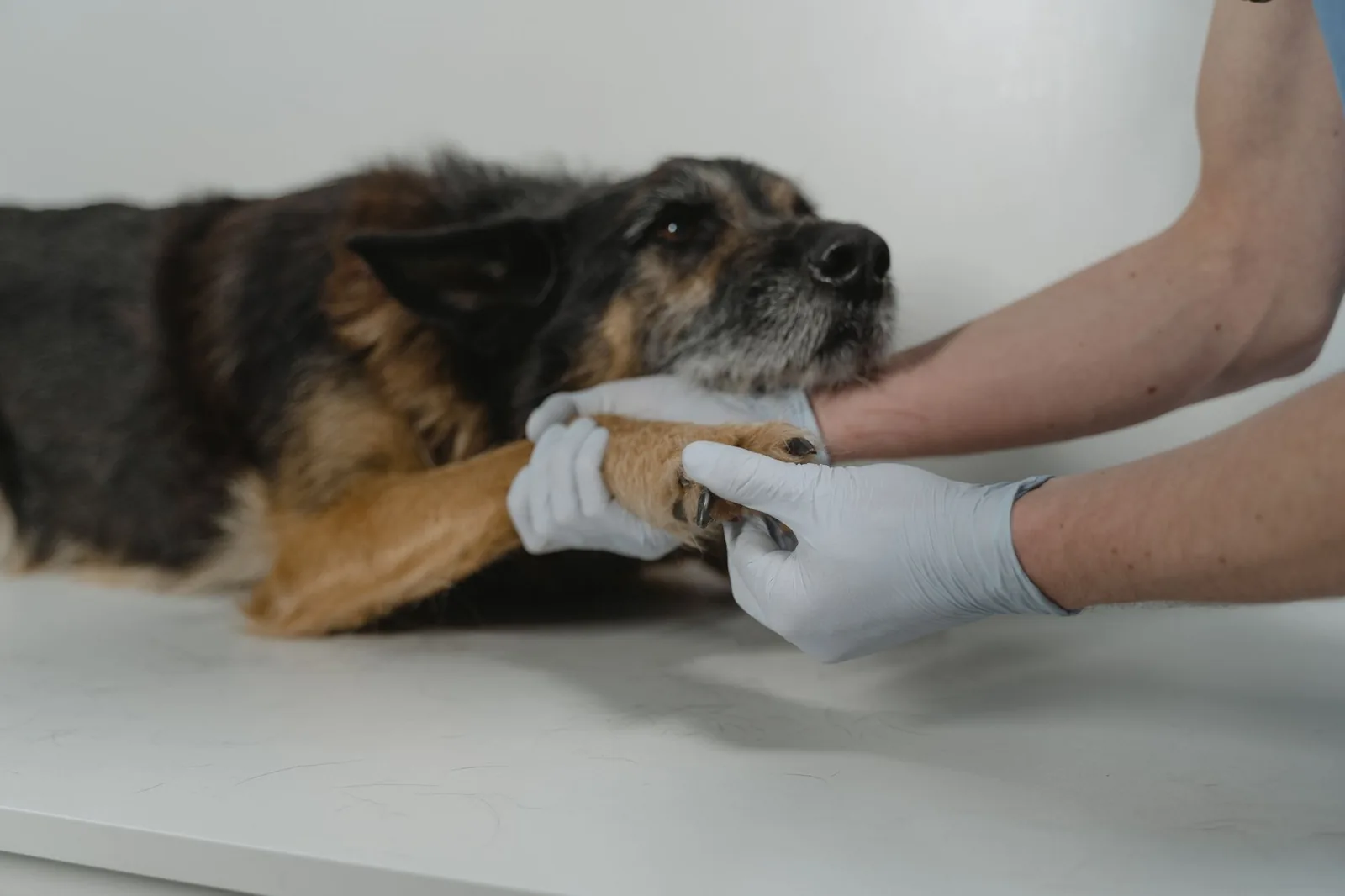 A veterinarian examining a dog’s hind leg