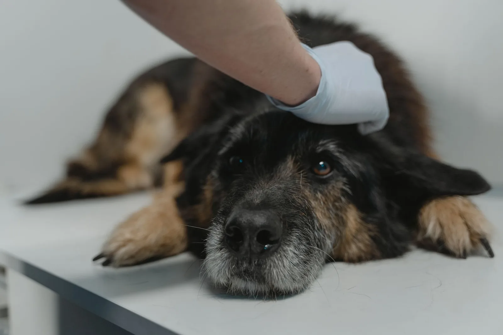 A veterinarian examining an older dog