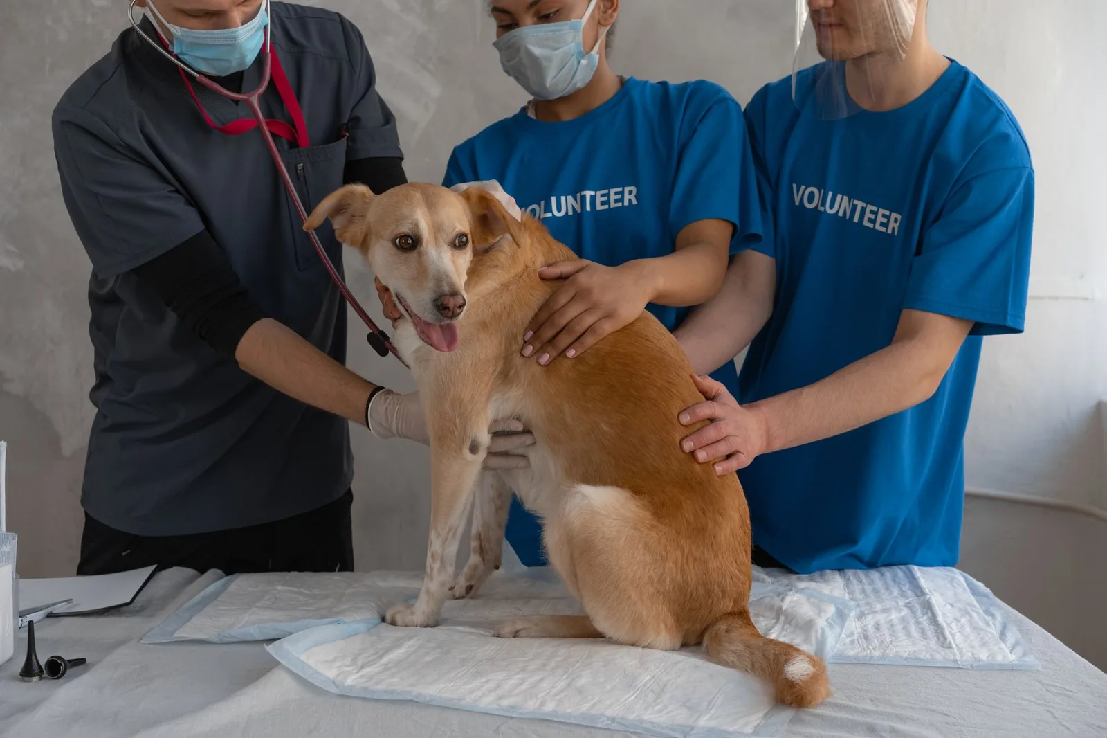A veterinarian examining a dog using a light
