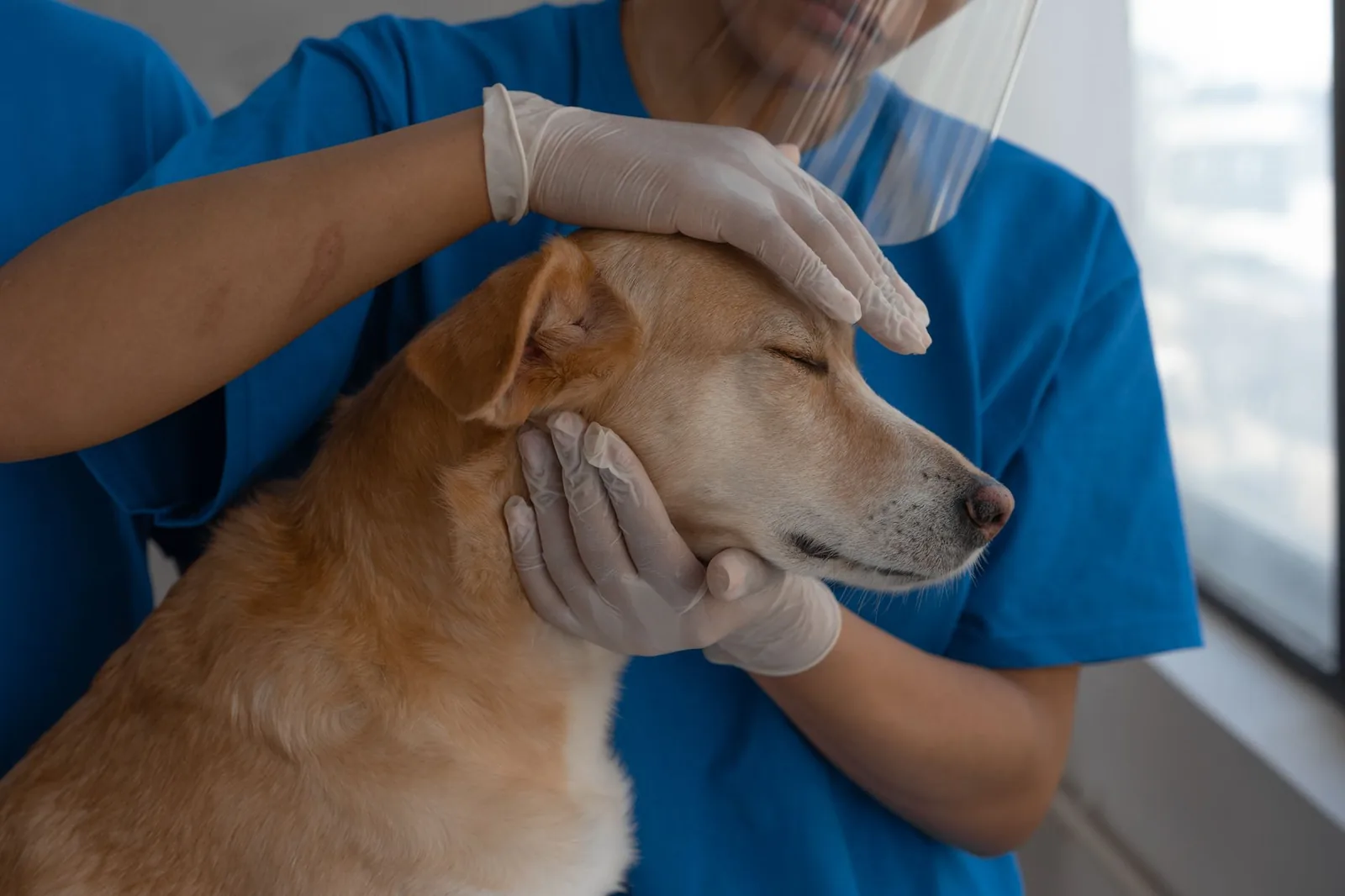 A veterinarian gently examining a dog