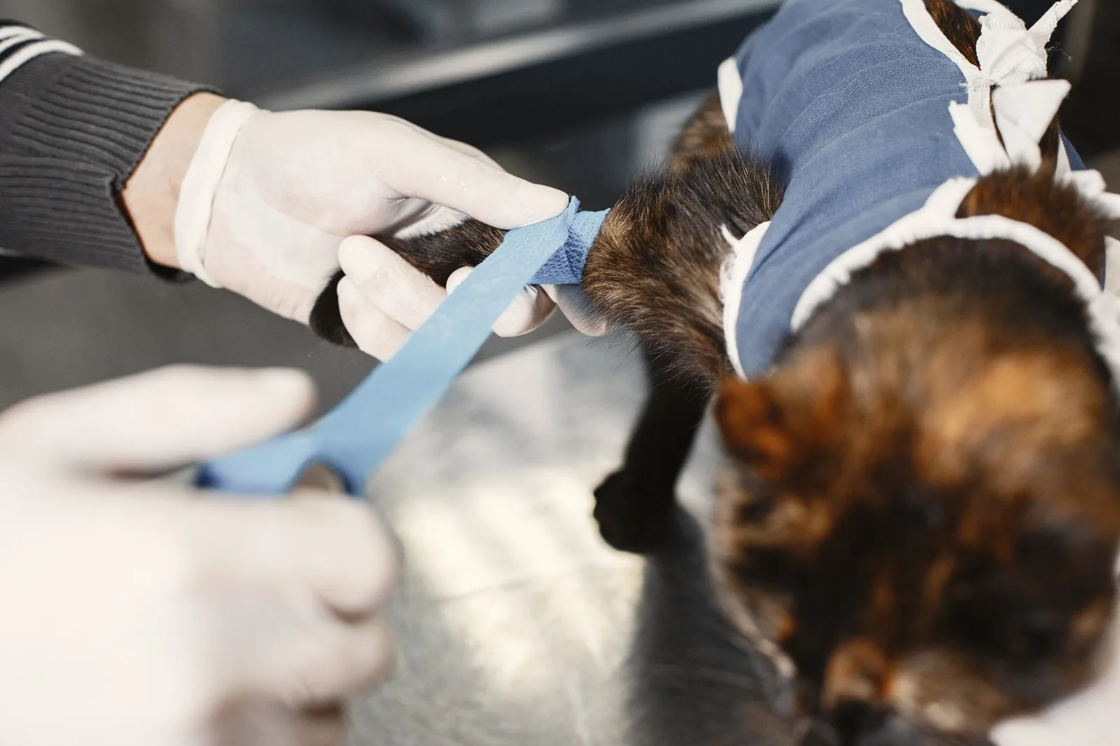 A veterinary team preparing for a routine procedure