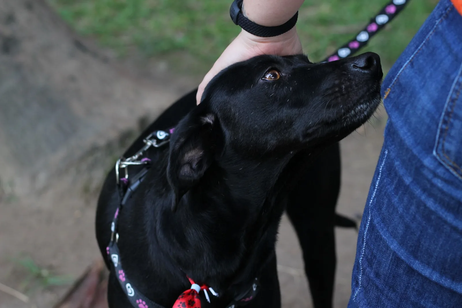 A hand resting gently on a dog’s shoulder