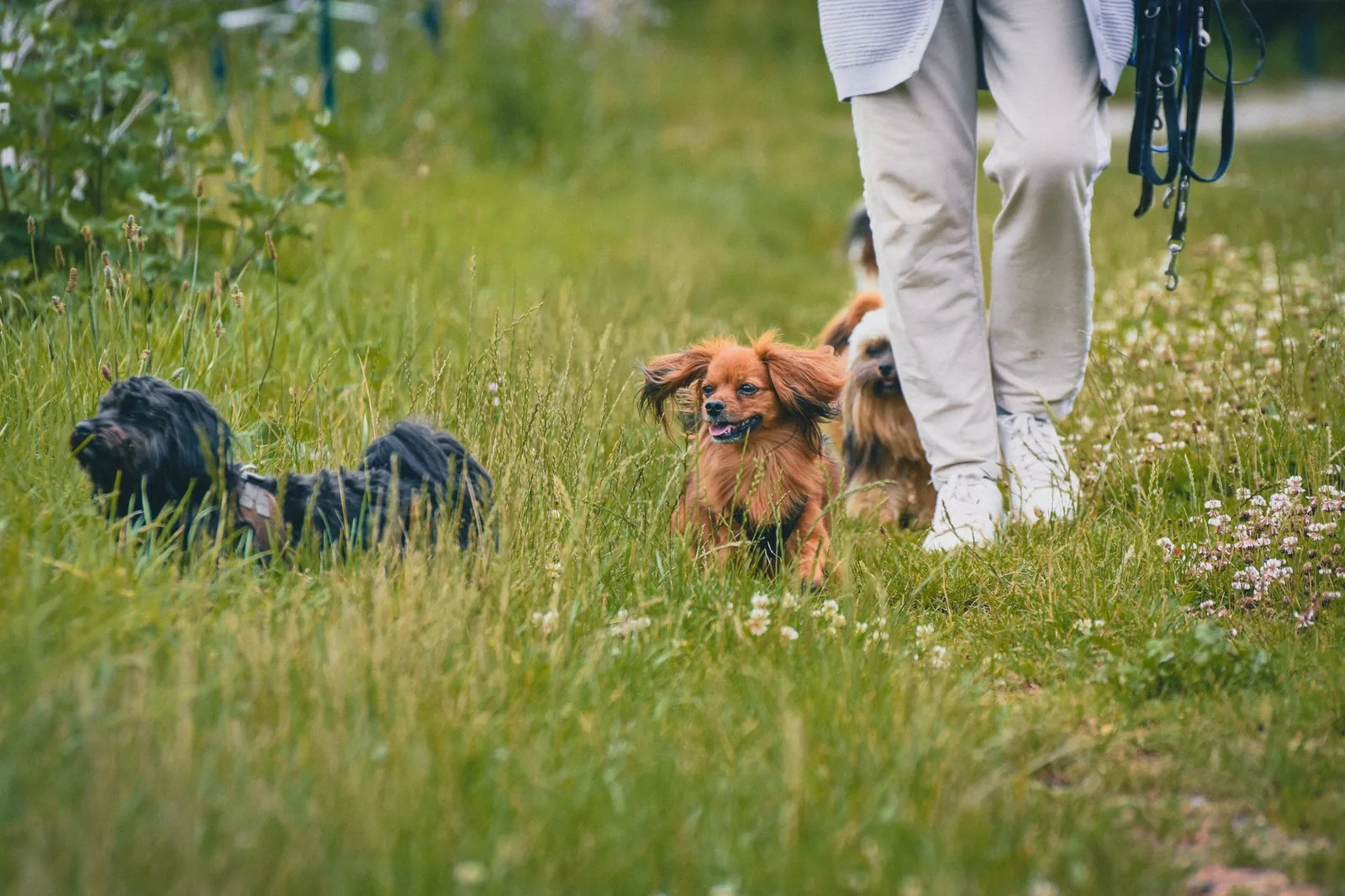 A person walking two dogs on separate leads