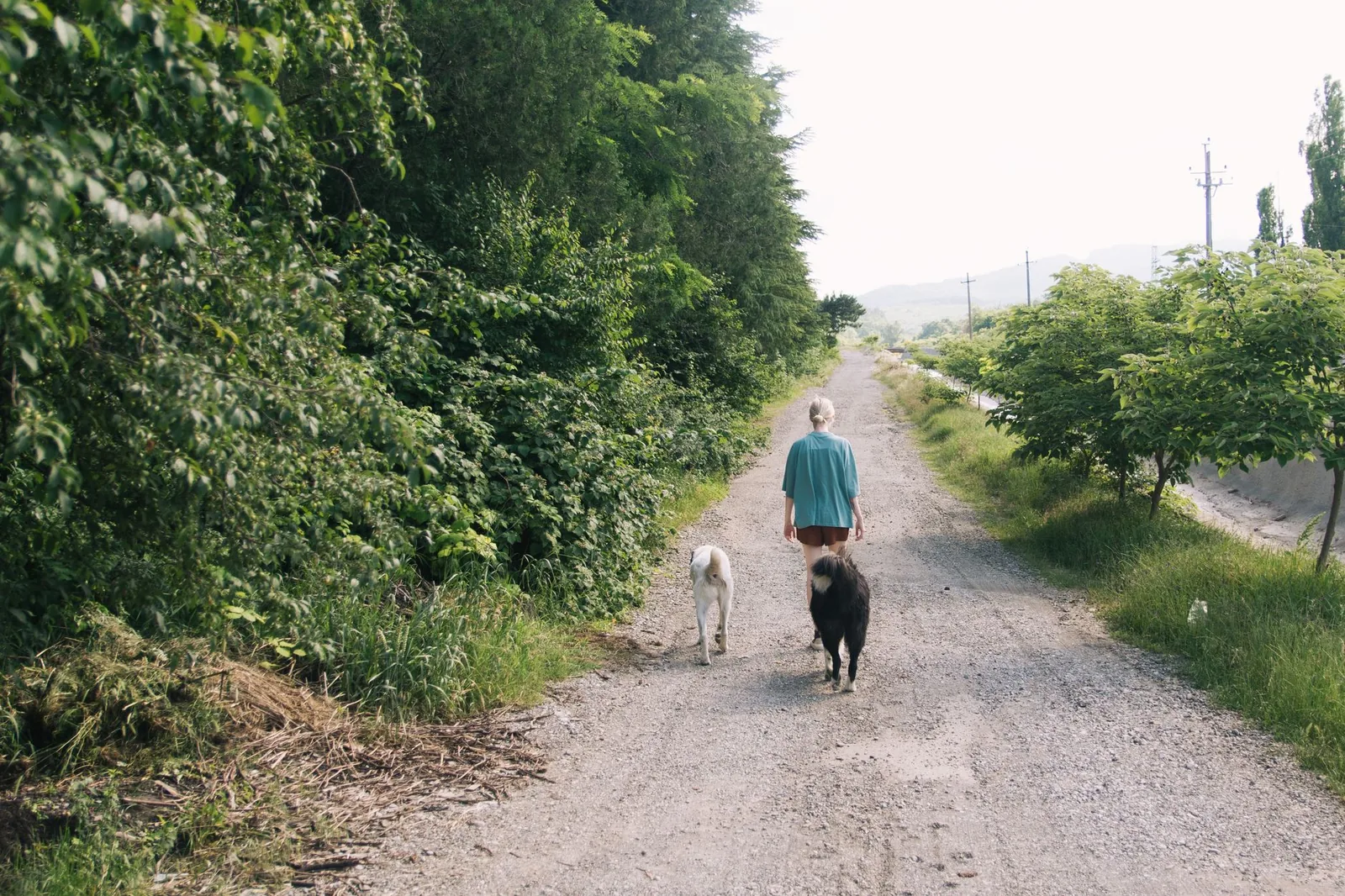 A person walking two small dogs on leads