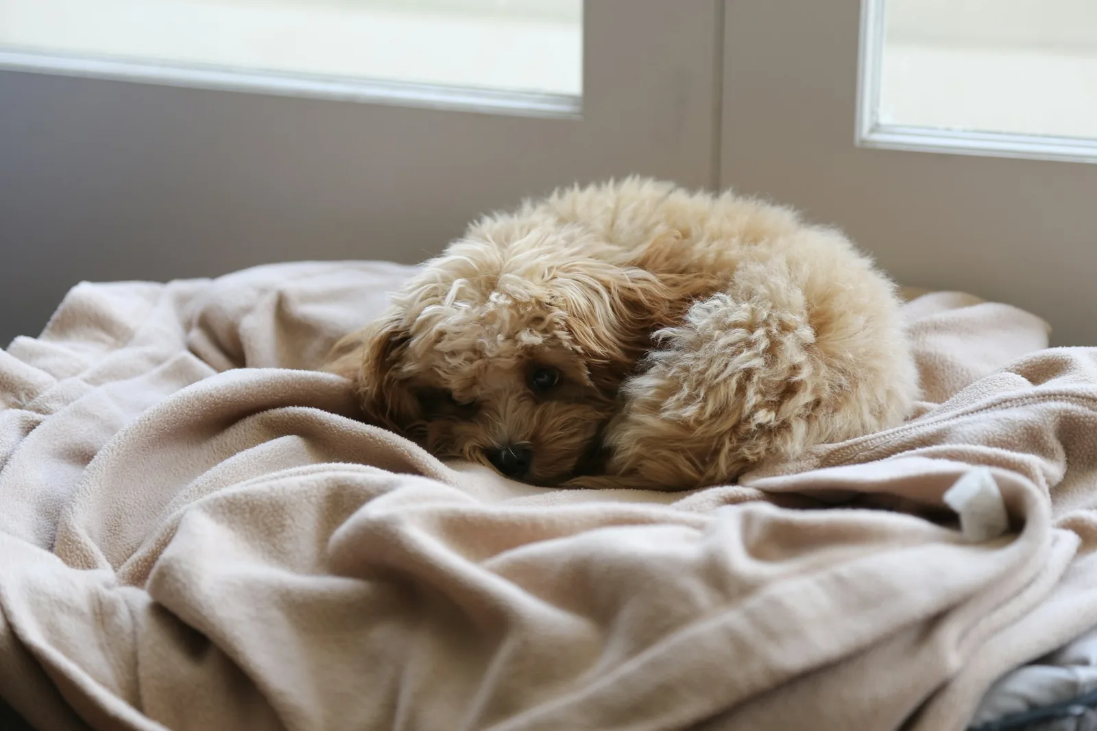 A dog curled up asleep under a warm blanket