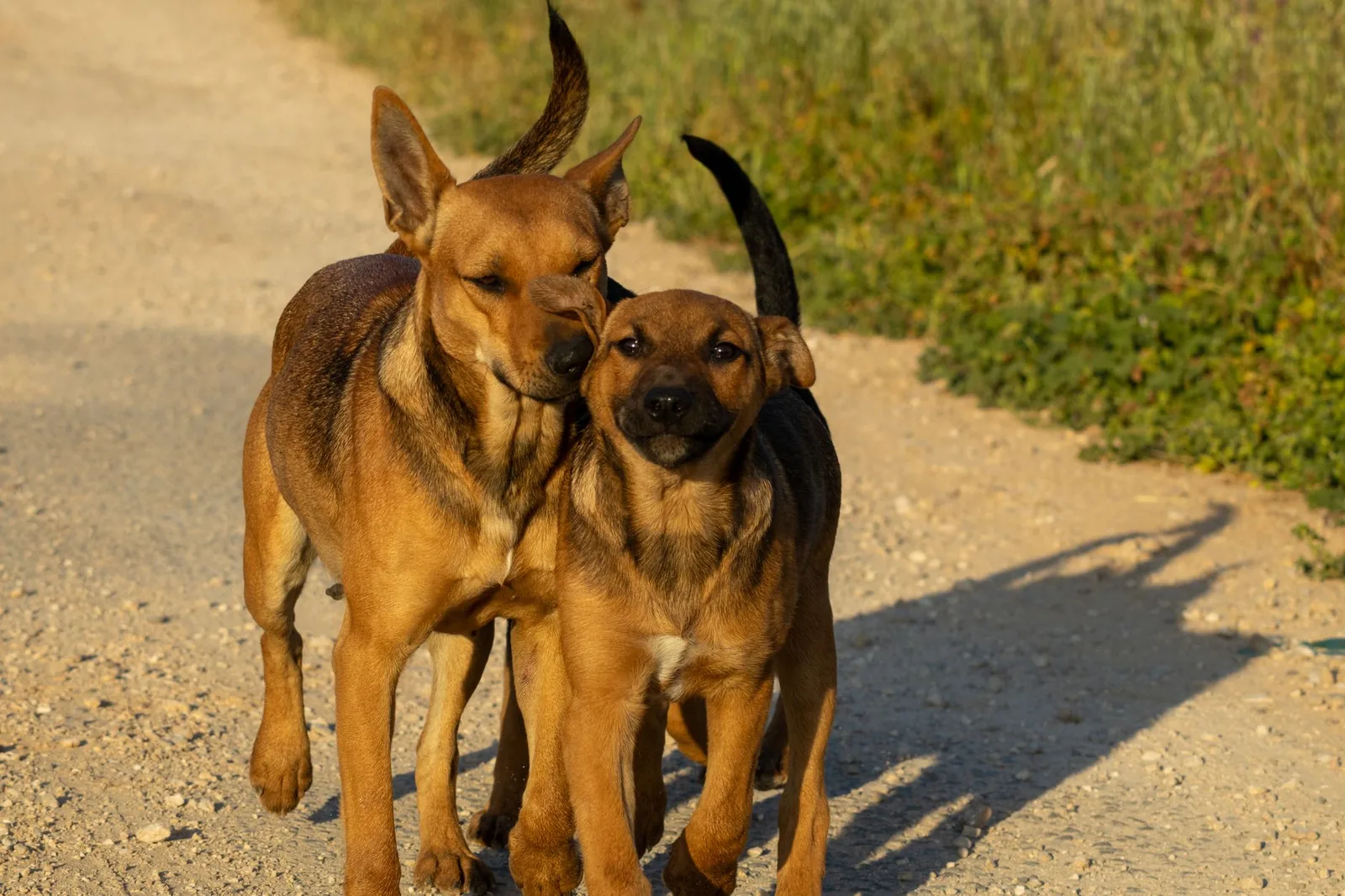 A dog walking on a lead past another dog