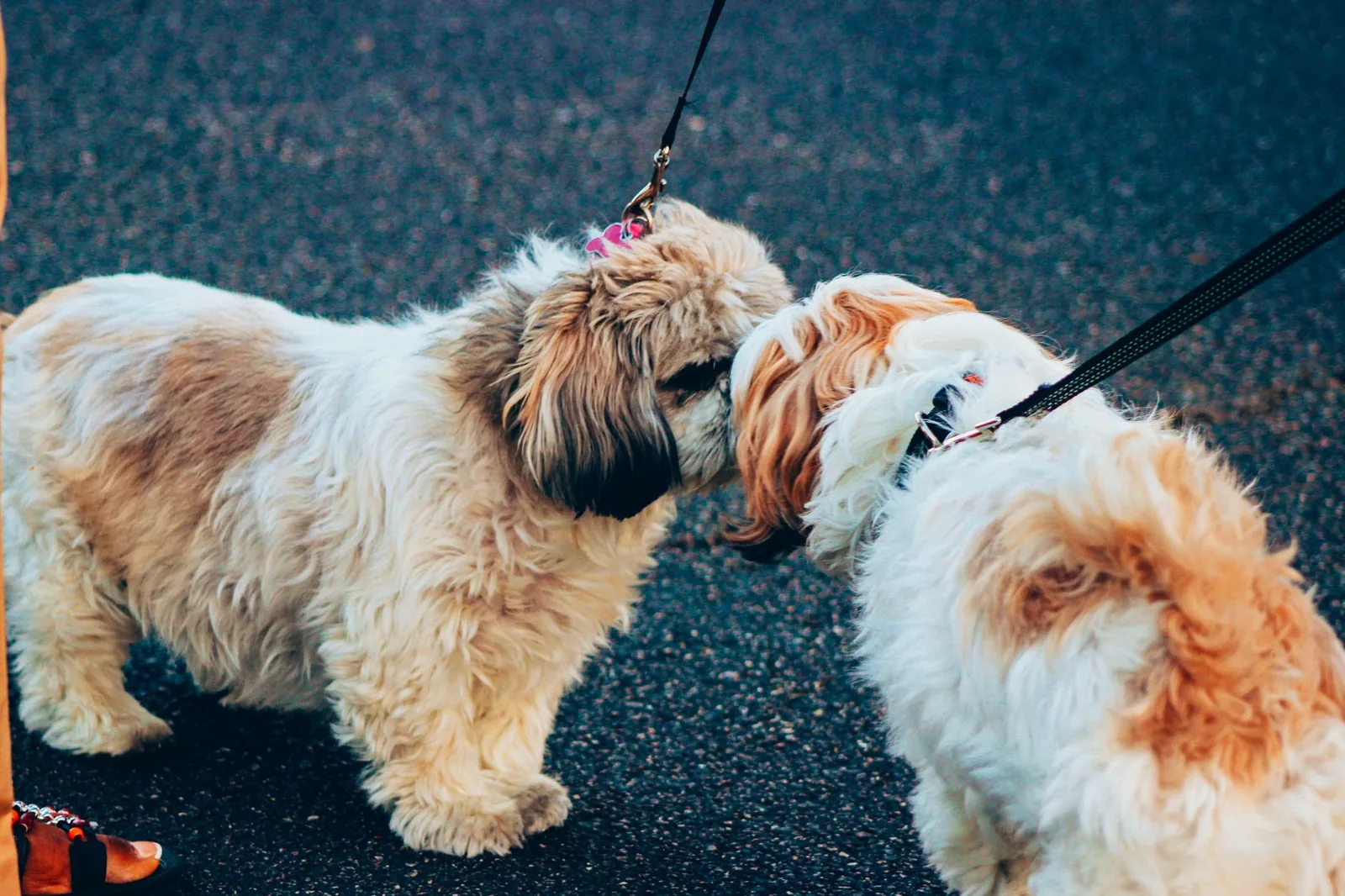 Two dogs meeting each other on a walk