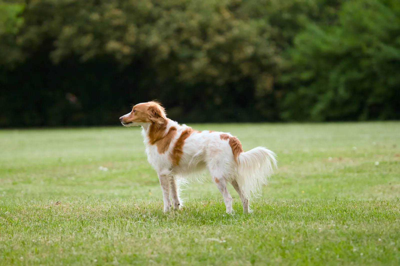 A dog standing on grass, seen from the side