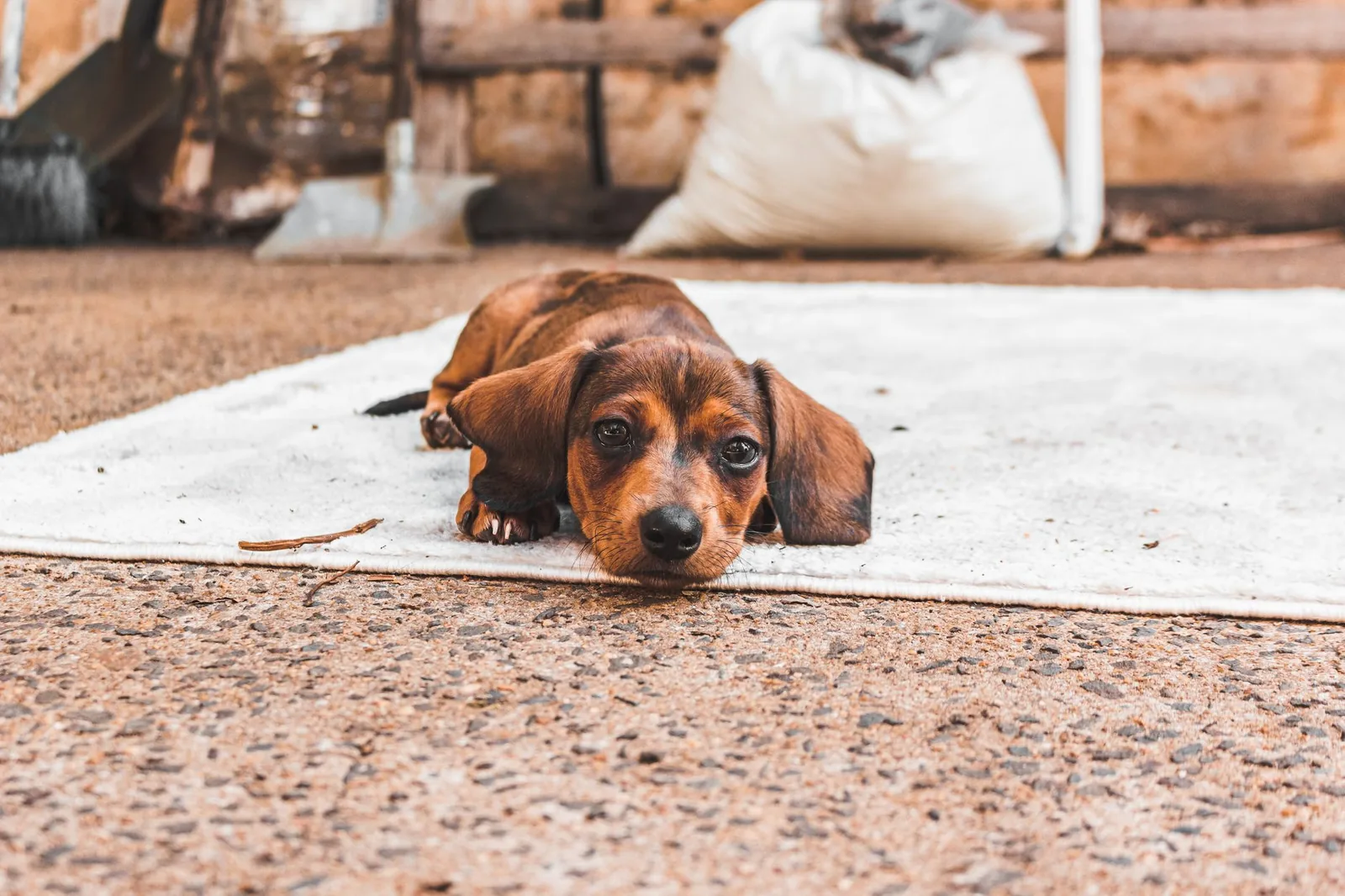 A calm dog lying on a rug in a rented home
