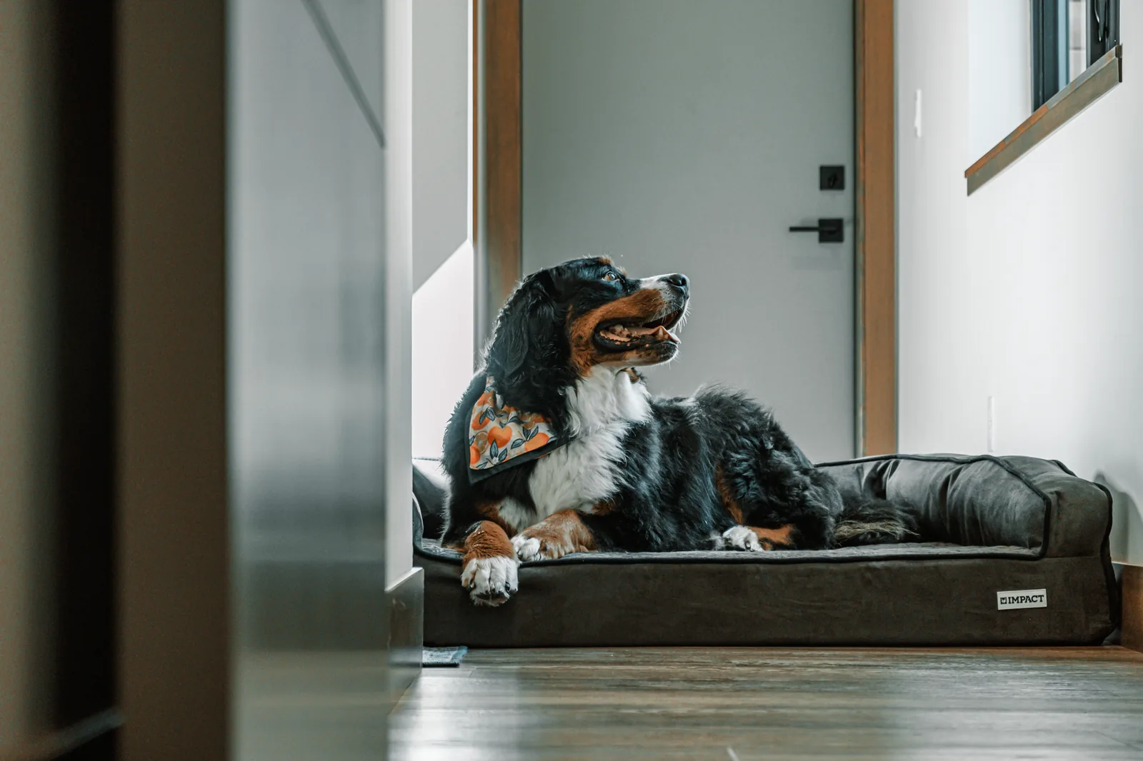 A healthy dog relaxing at home