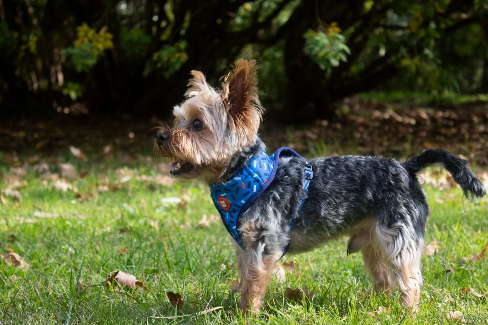 A small dog wearing a properly fitted harness