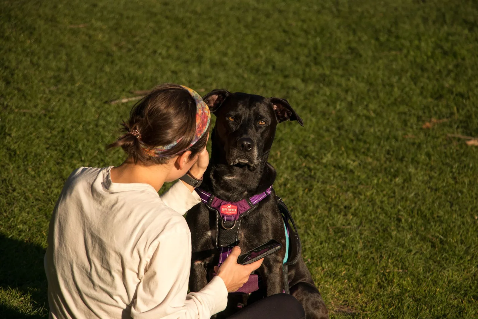 A small dog wearing a well-fitted harness