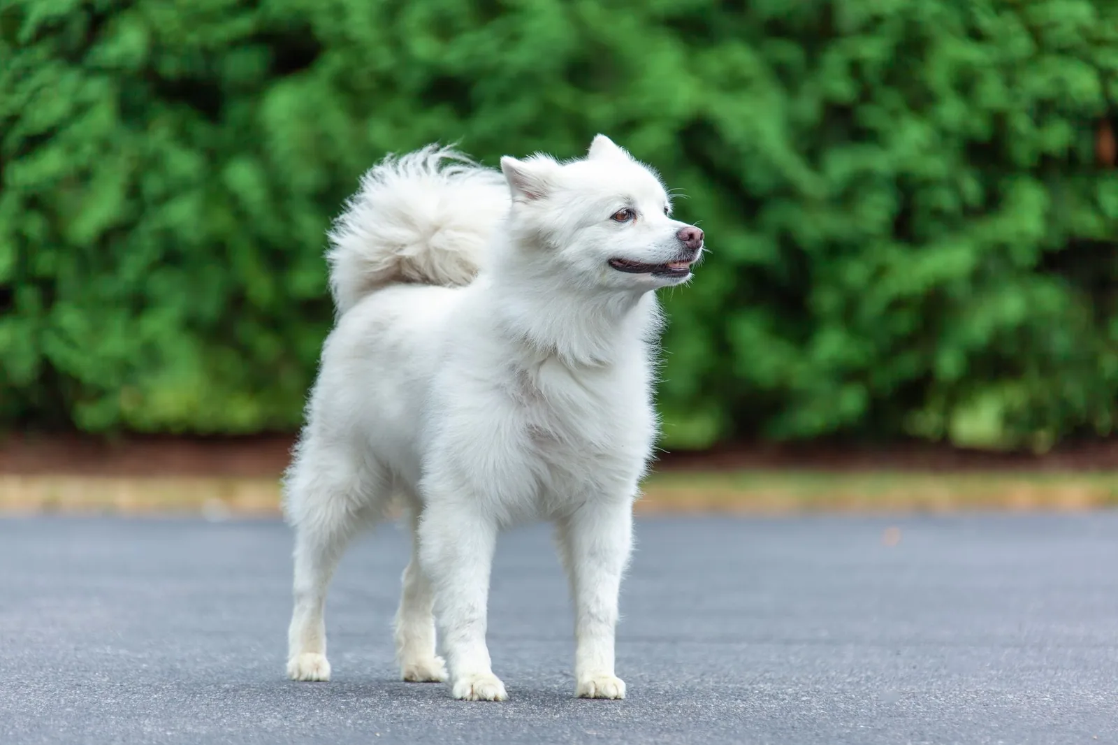 A white dog with a bright, well-kept coat in sunlight
