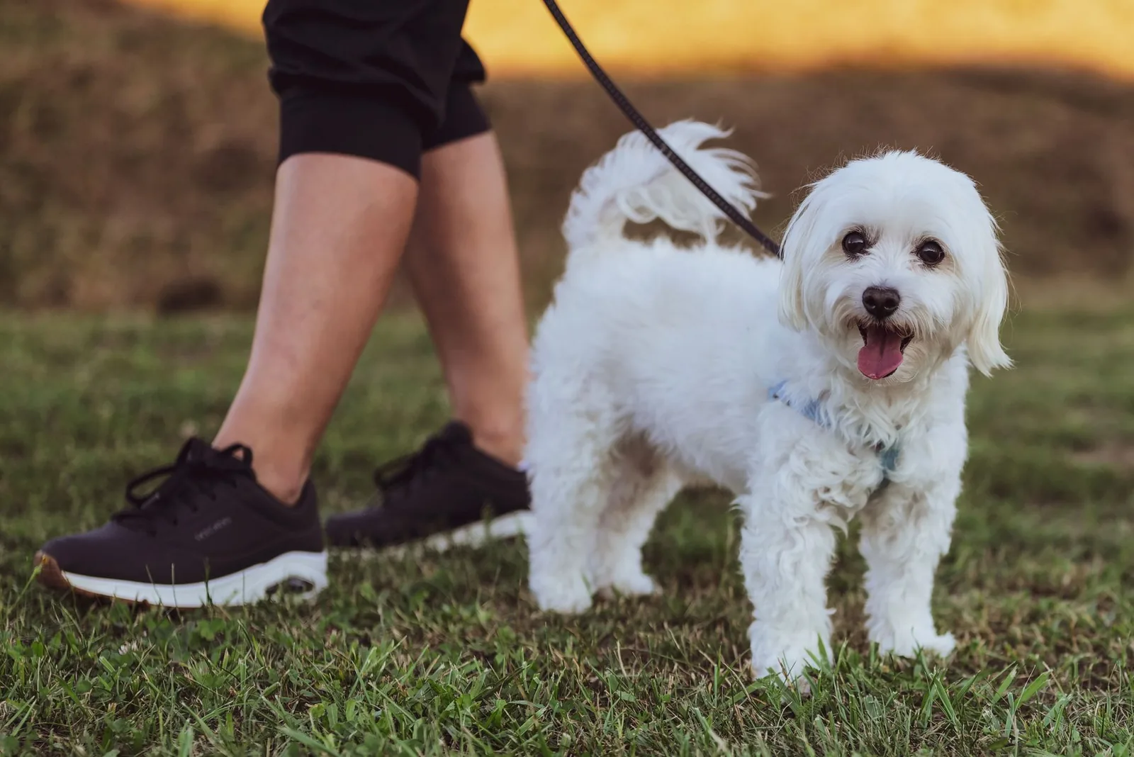 A small dog walking happily outdoors