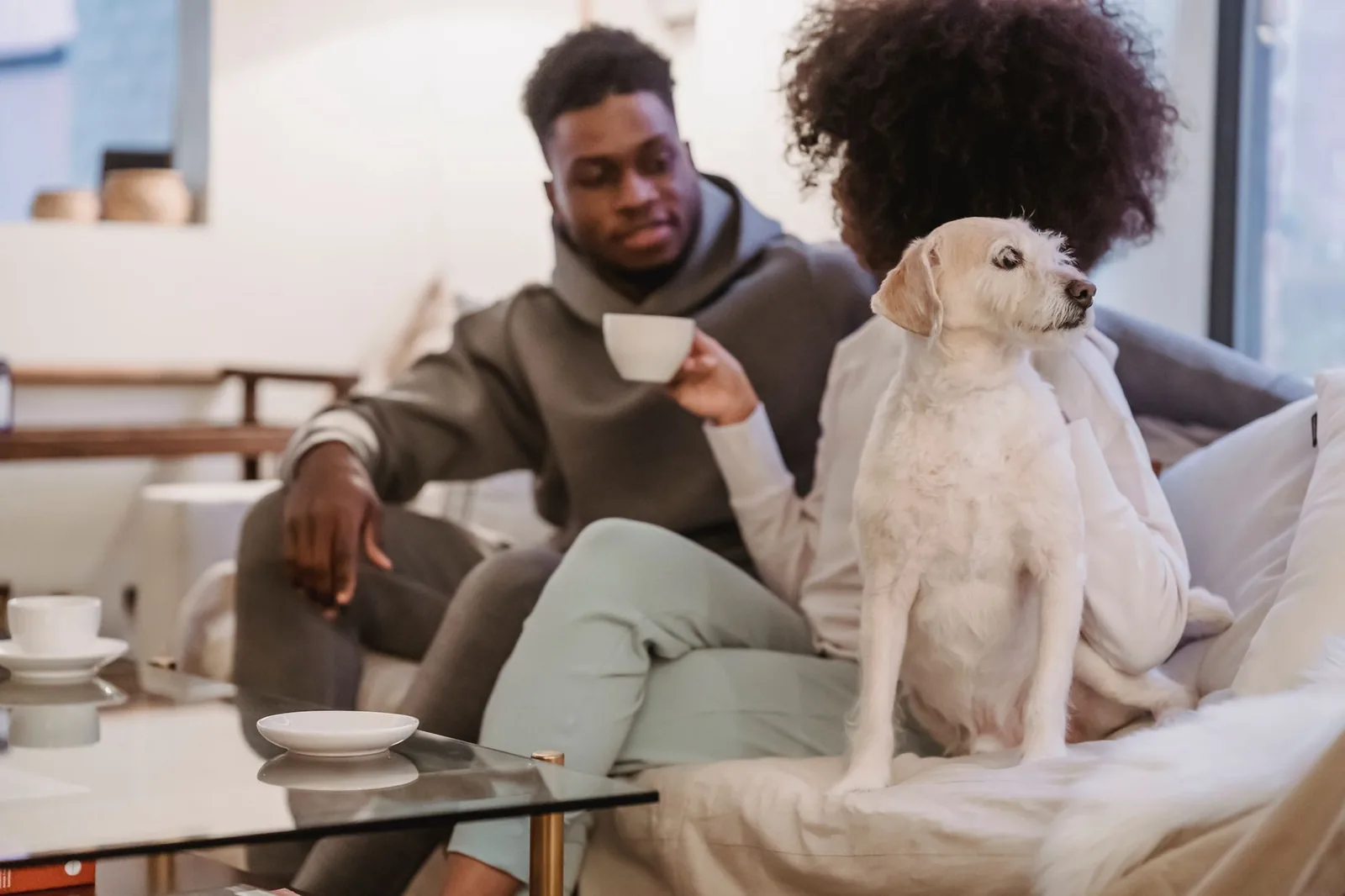 A small dog resting in a compact apartment living room