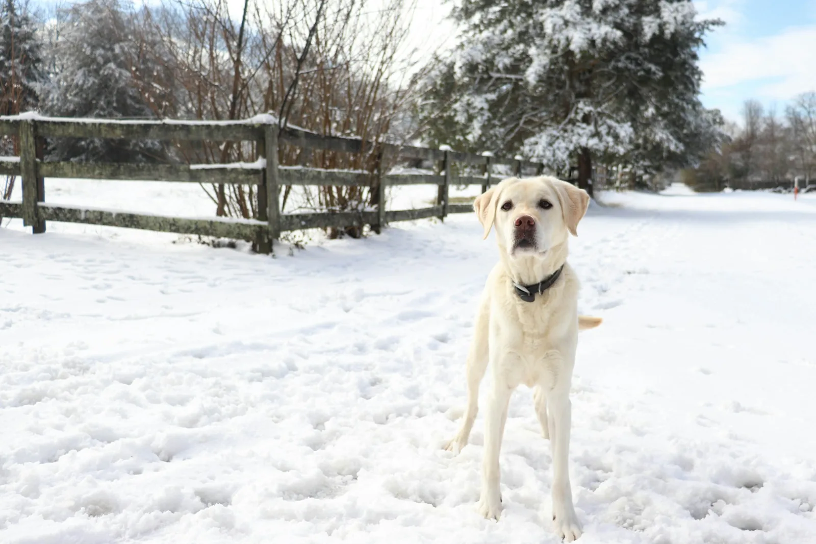 A white terrier standing in fresh snow