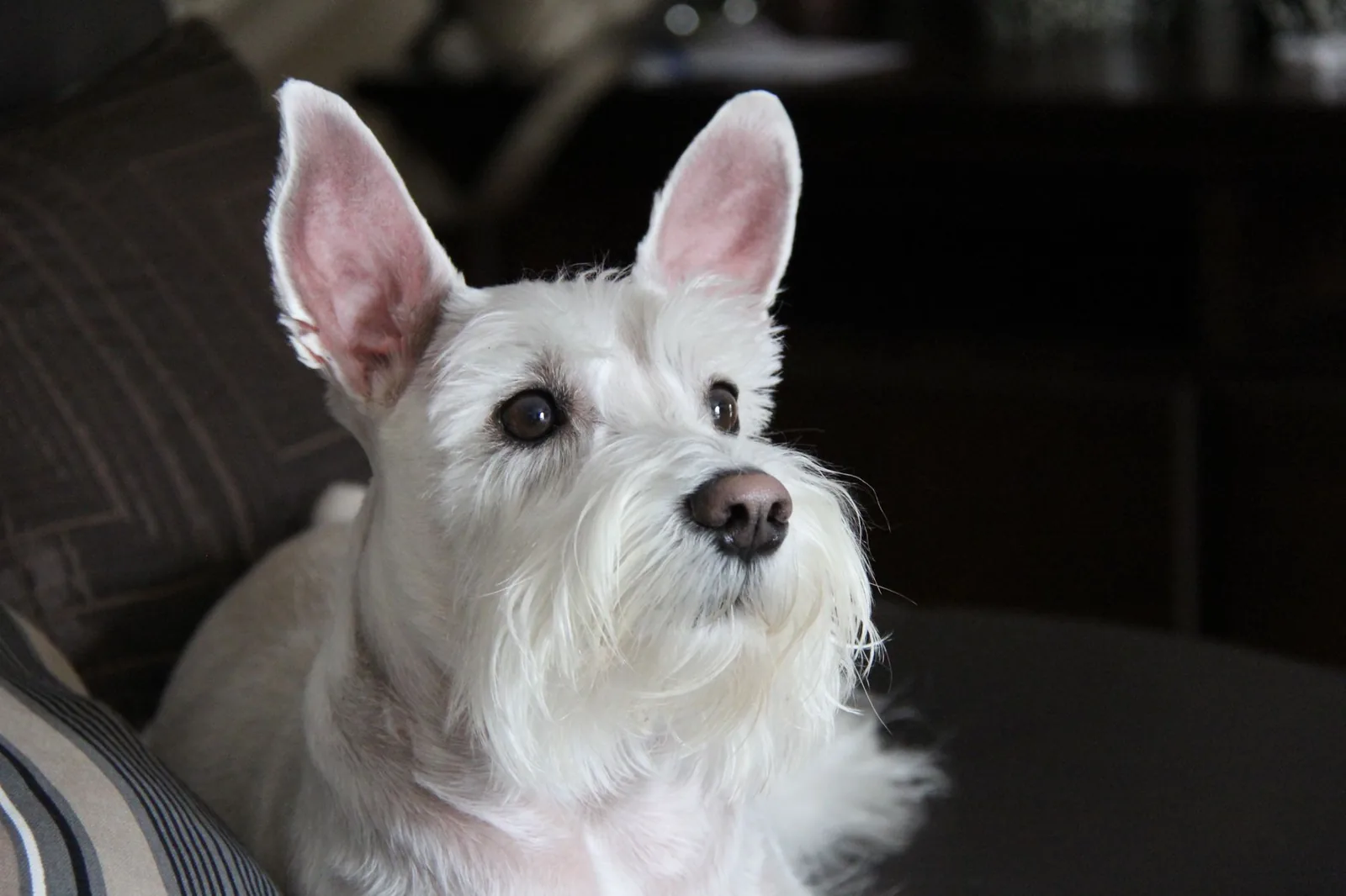 A West Highland White Terrier with both ears held upright