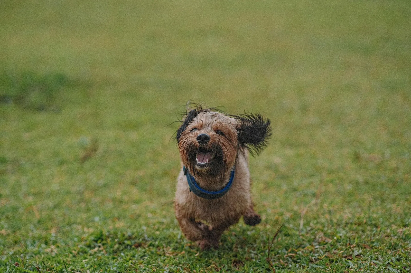 A white terrier running across an open field