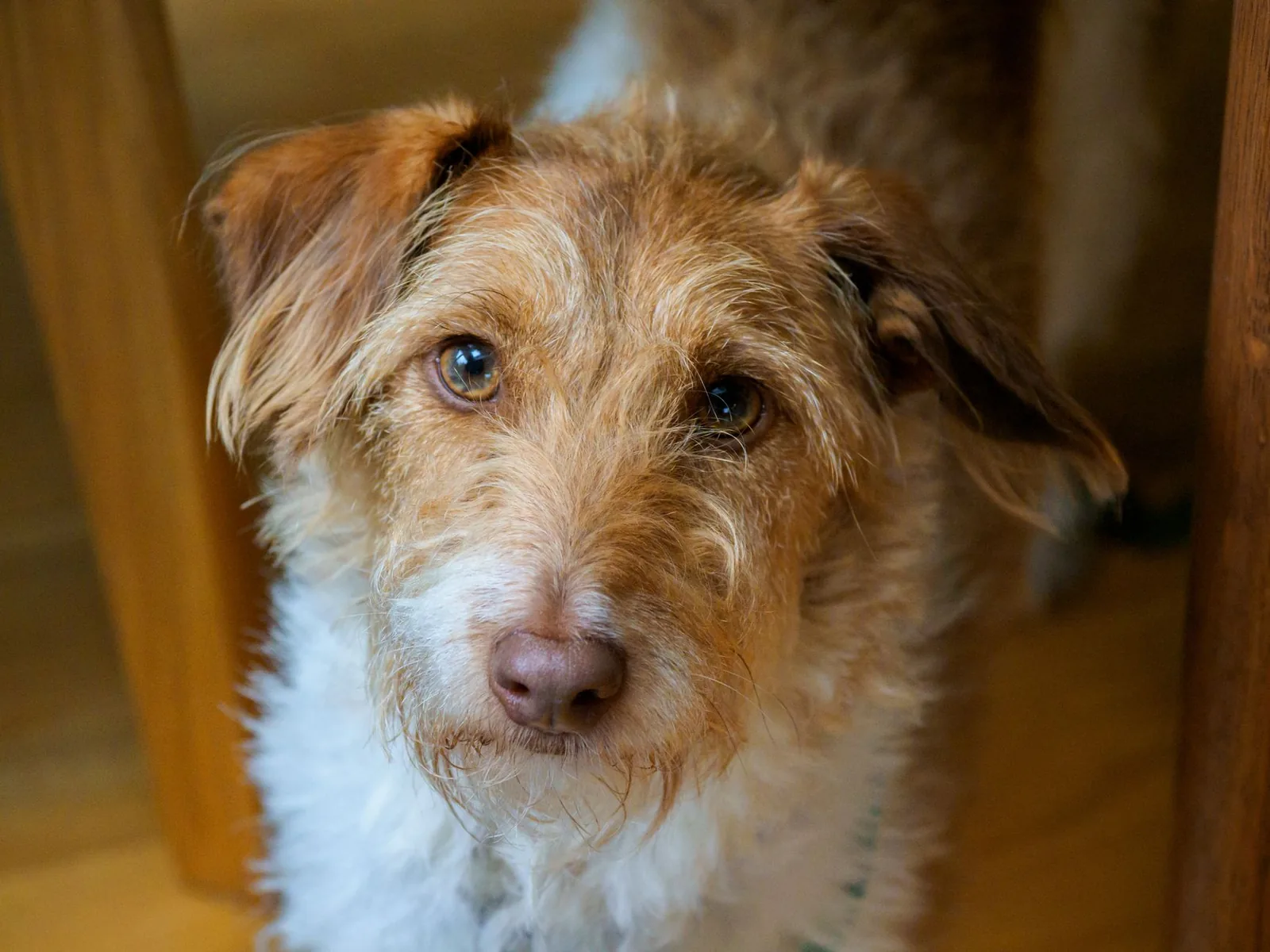 Close view of a white terrier’s face and eyes