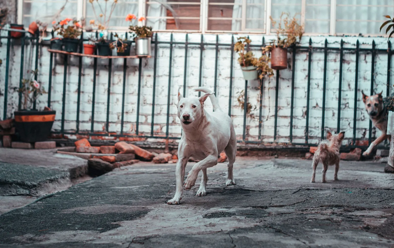 A white terrier standing safely in an enclosed garden