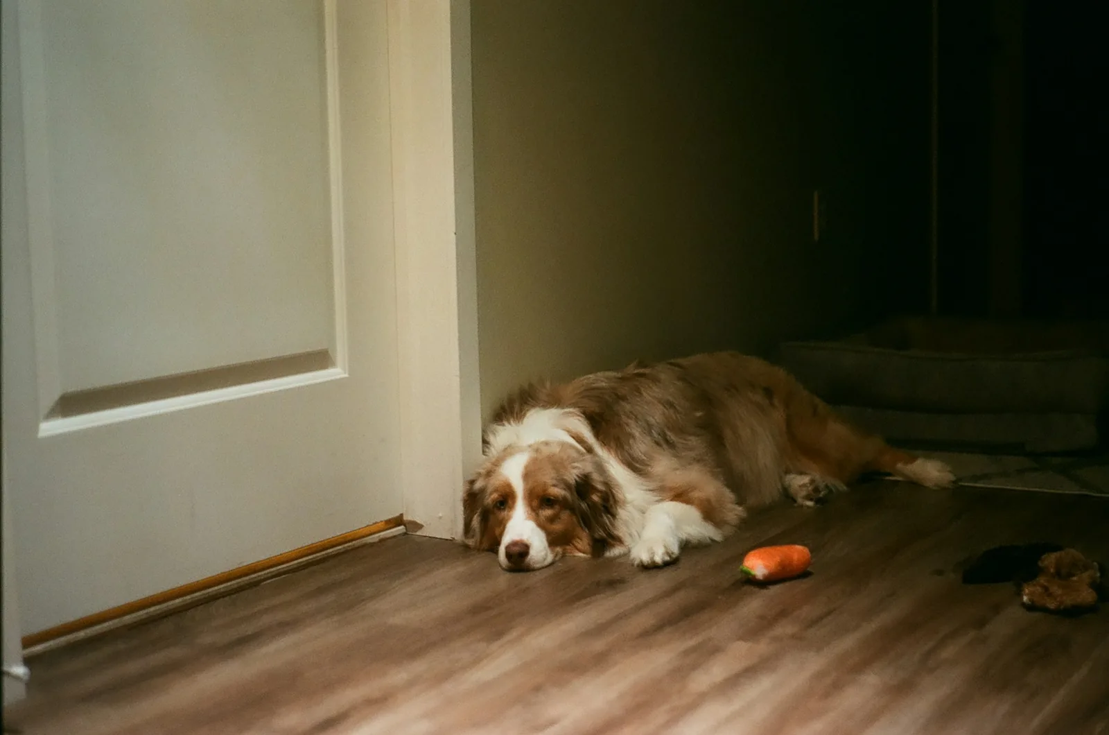 A small dog sitting alone facing a closed front door