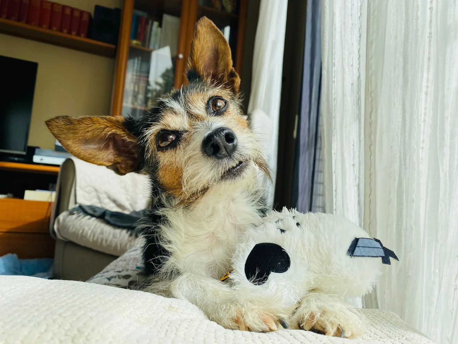 A small dog resting on the floor of an unfamiliar room