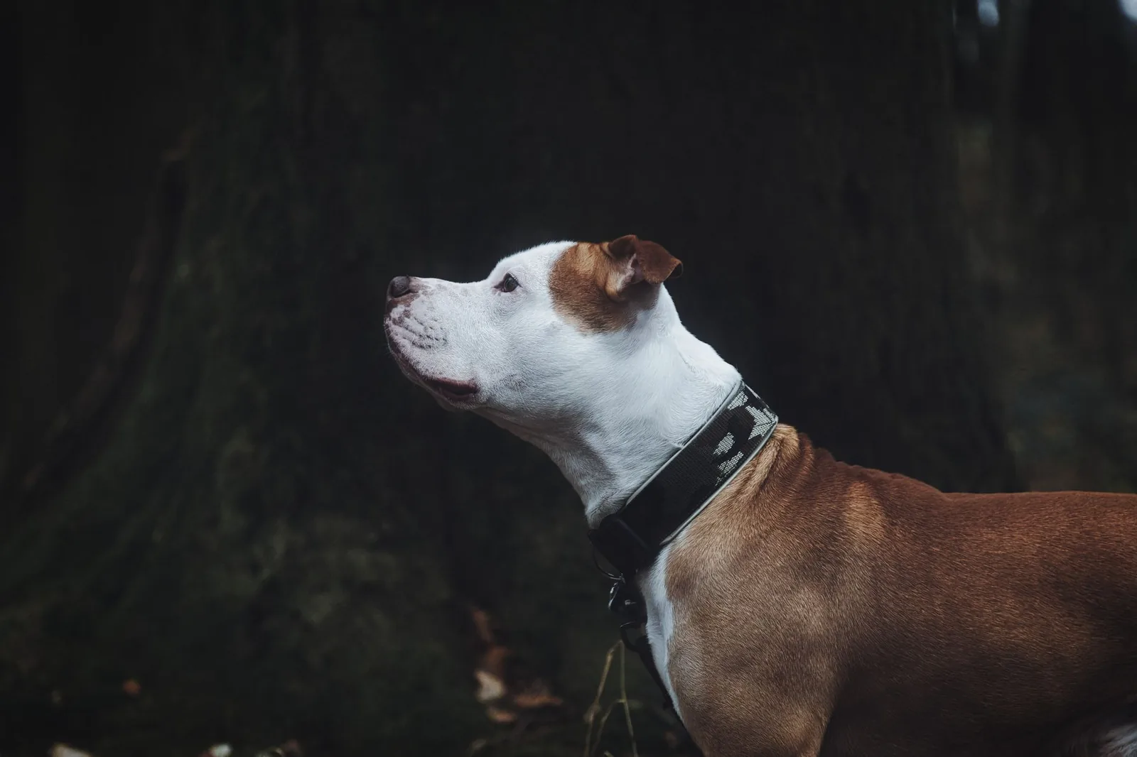 A white terrier standing in profile showing its outline