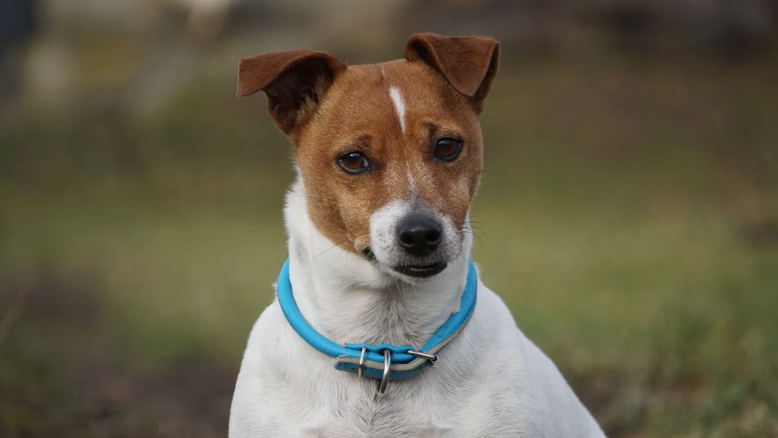 A white terrier with a neat, well-maintained coat