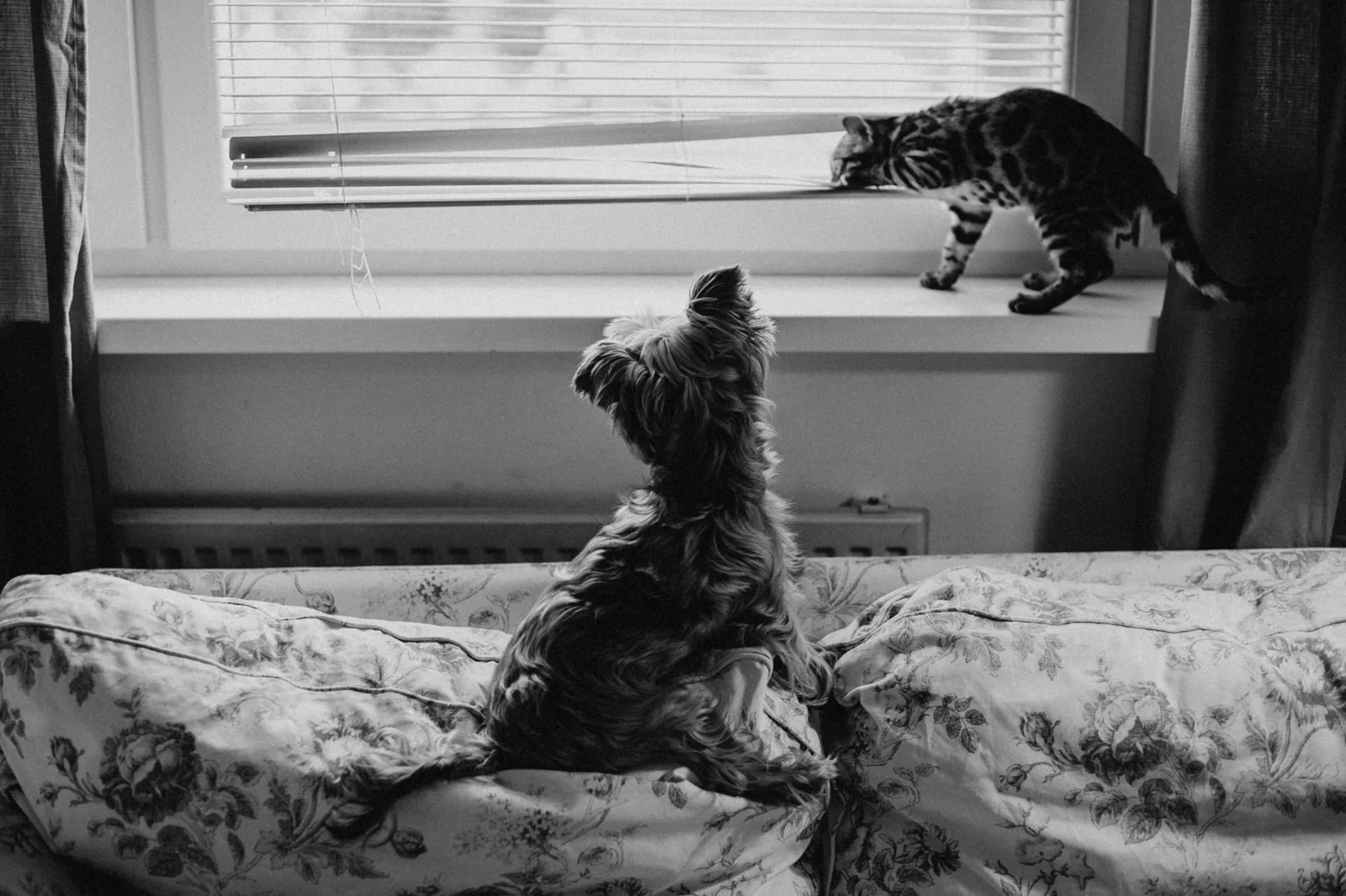 A dog and a cat resting in the same room at a distance