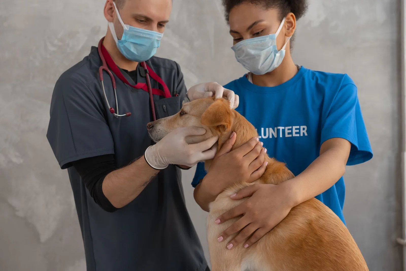 A small dog receiving care at a veterinary clinic