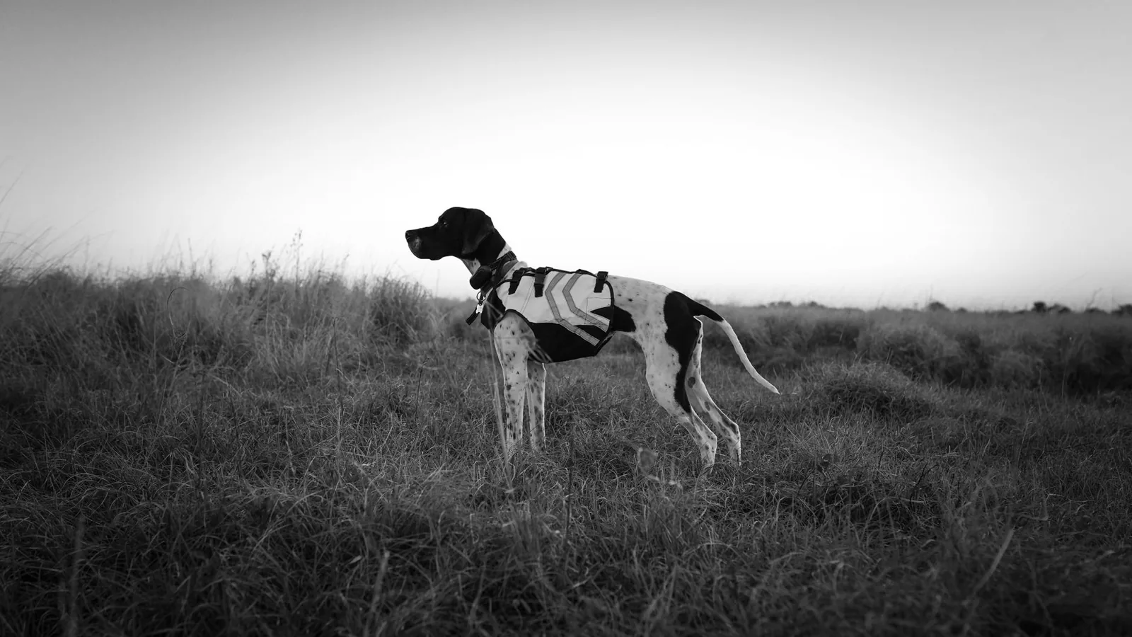 A white dog clearly visible against dark ground at dusk